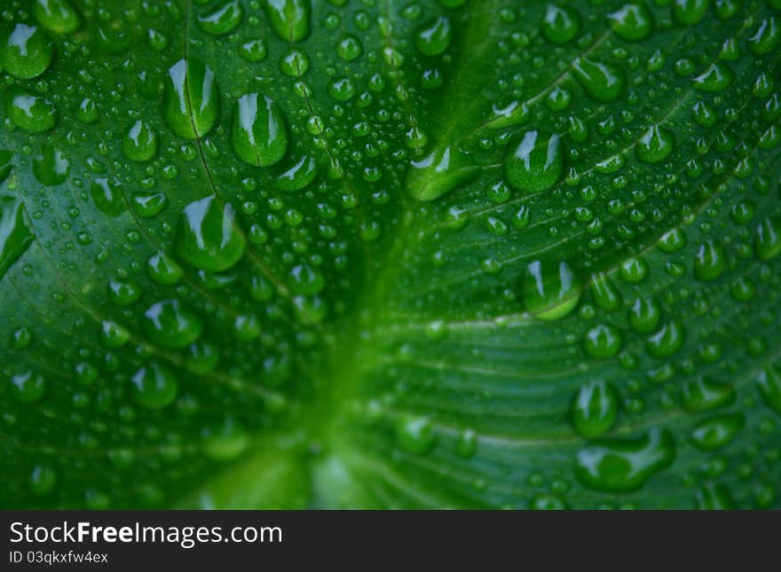 Drops in a plant a garden.