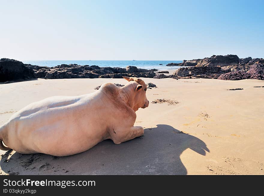 Cow on seashore