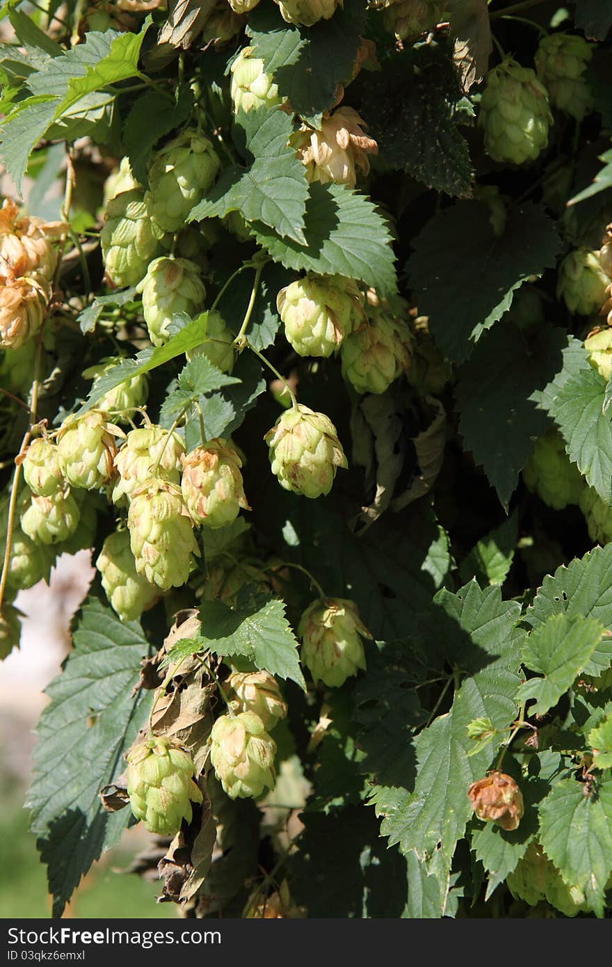 Hop plant