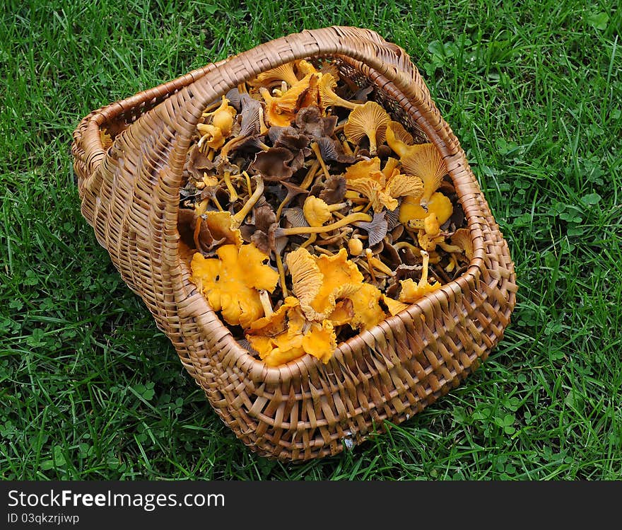 Basket Full Of Chanterelles