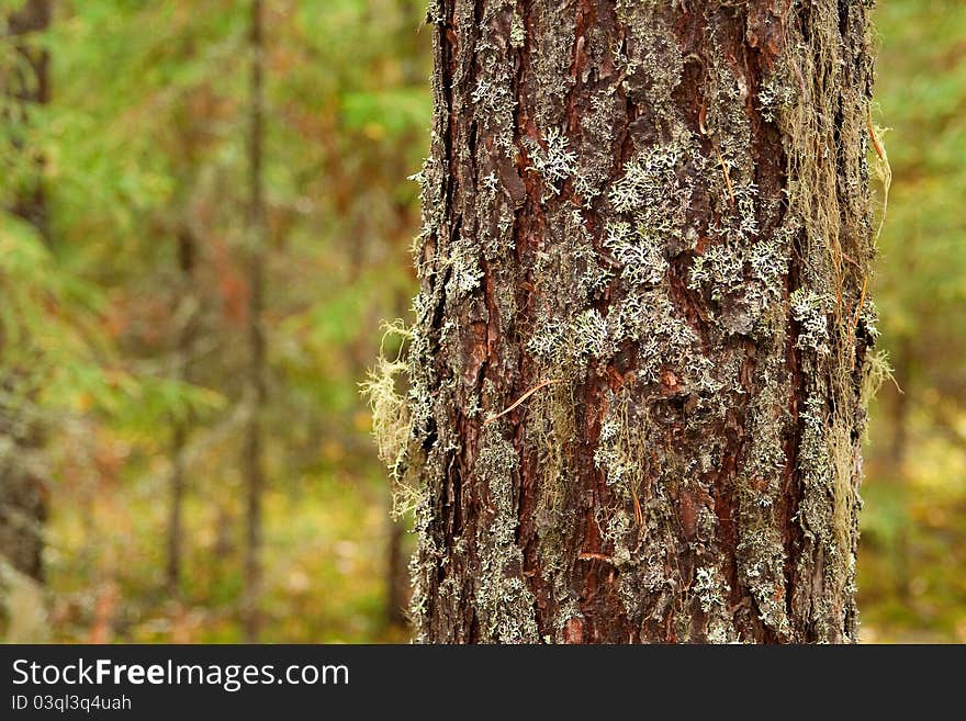 The trunk of pine, overgrown with moss in a forest. Texture, background. The trunk of pine, overgrown with moss in a forest. Texture, background