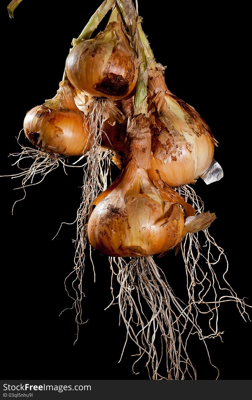 Bunch of onions hanging against a Black background