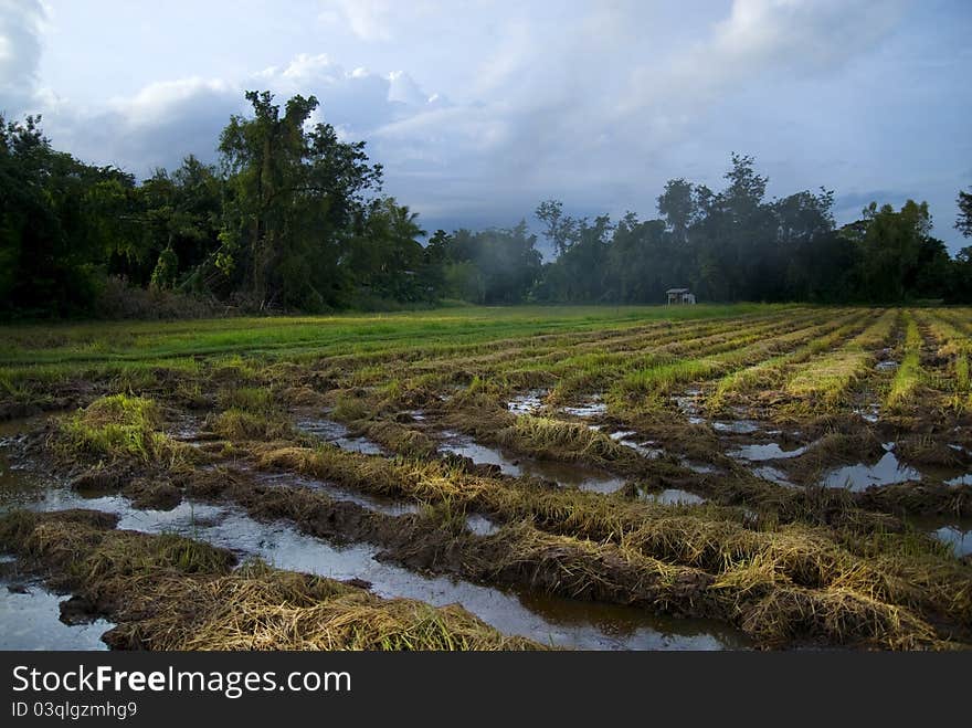 Rice in the morning.