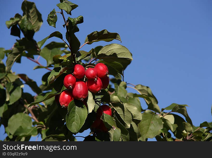 Branch of an apple