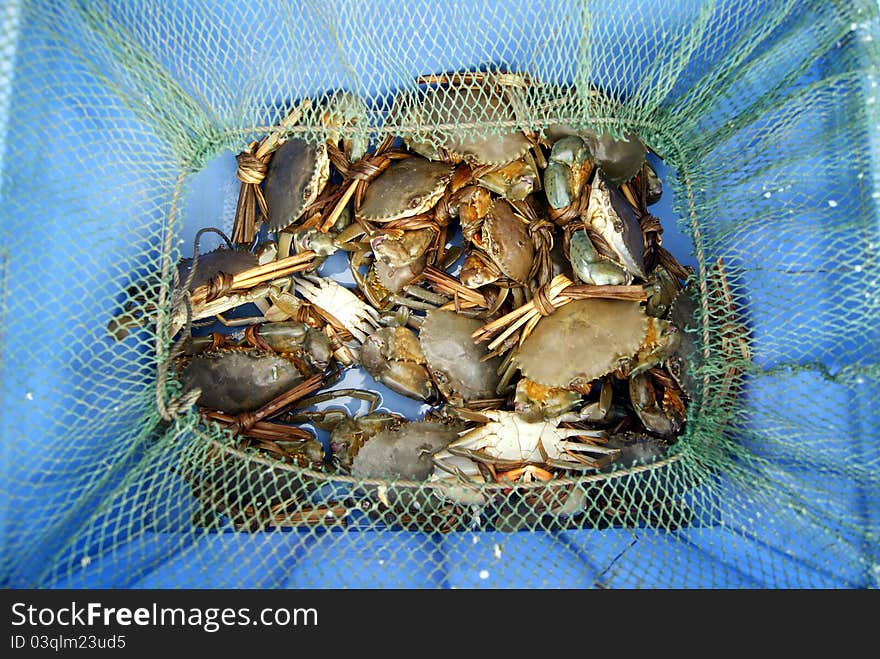 The sea crab, in the seafood market sale.