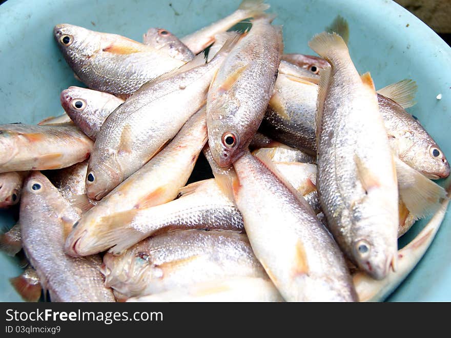 Marine fish, marine fish from the sea salvage back, very fresh; now lying in the market, waiting for people to purchase. Fish, is that people particularly like to eat marine life.