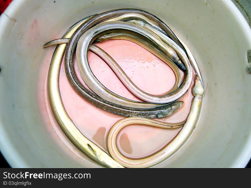 Eels