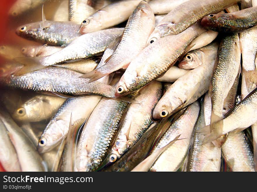 Marine fish, marine fish from the sea salvage back, very fresh; now lying in the market, waiting for people to purchase. Fish, is that people particularly like to eat marine life.