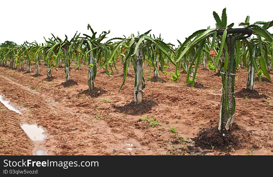 The Dragon fruit garden in countryside Thailand.