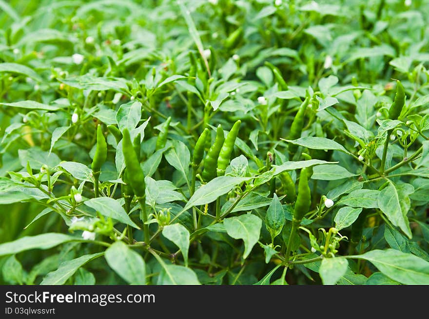 Green chili on tree in garden.