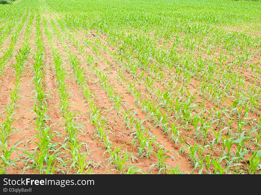 Rows of young corn plants