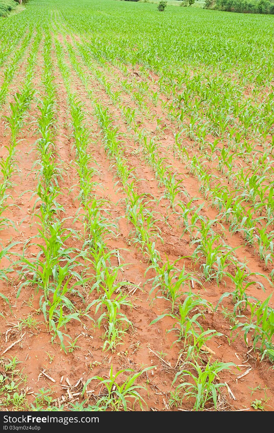 Rows of young corn plants