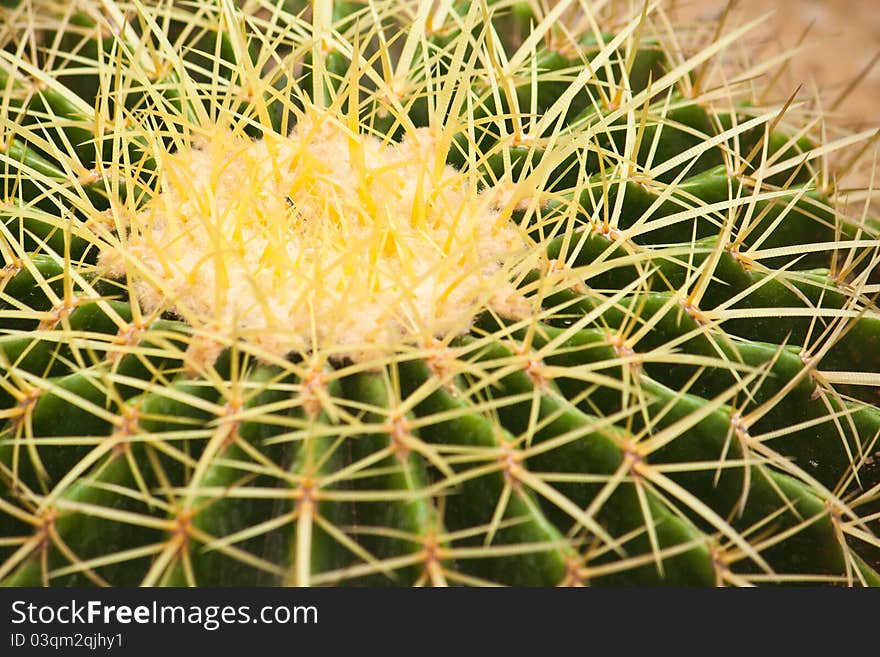 Cactus close up