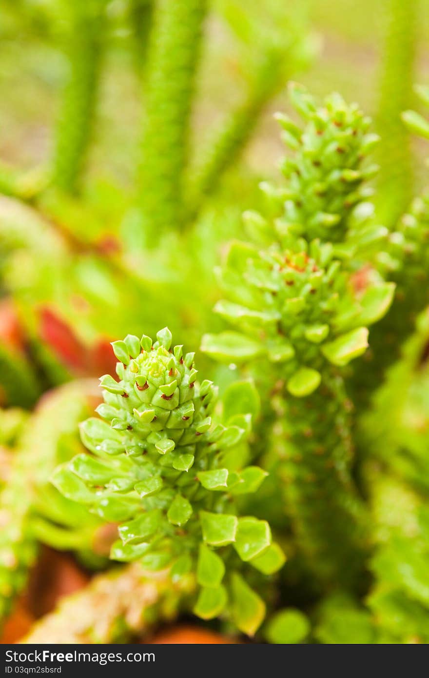 Tropical Green Cactus,abstract For Back Ground.