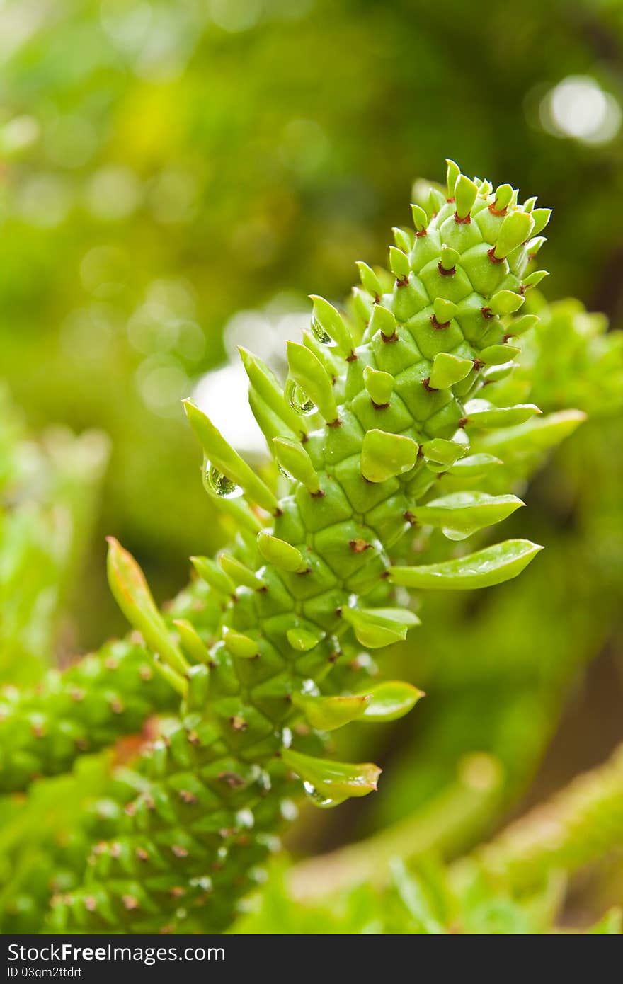 Tropical Green Cactus,abstract For Back Ground.