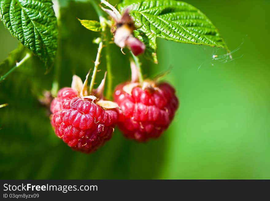 Two raspberries