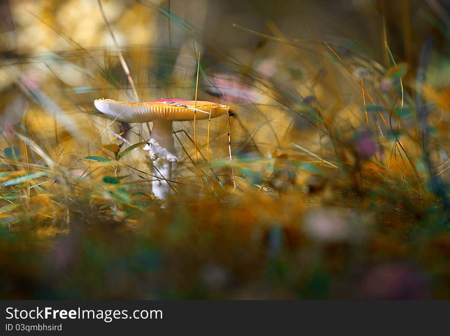 Beautiful picture of poisonous amanita