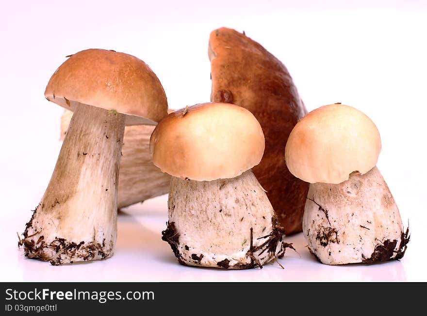 Boletus mushrooms