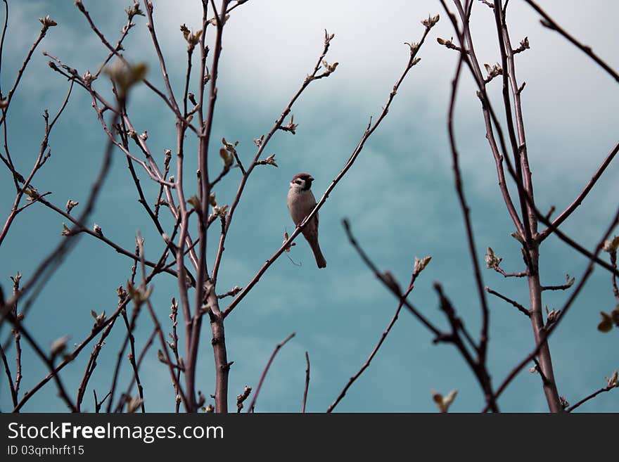 Sparrow against the spring sky