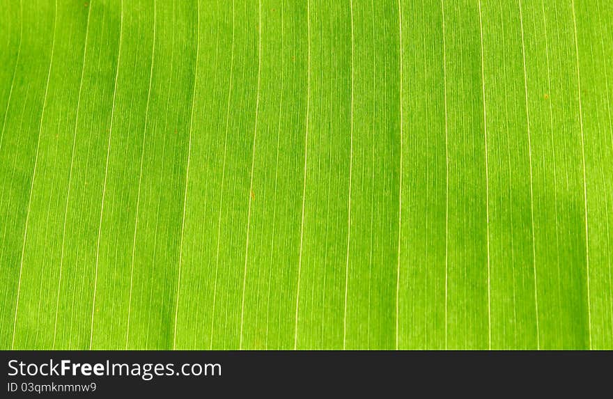 Banana Leaf Texture as background