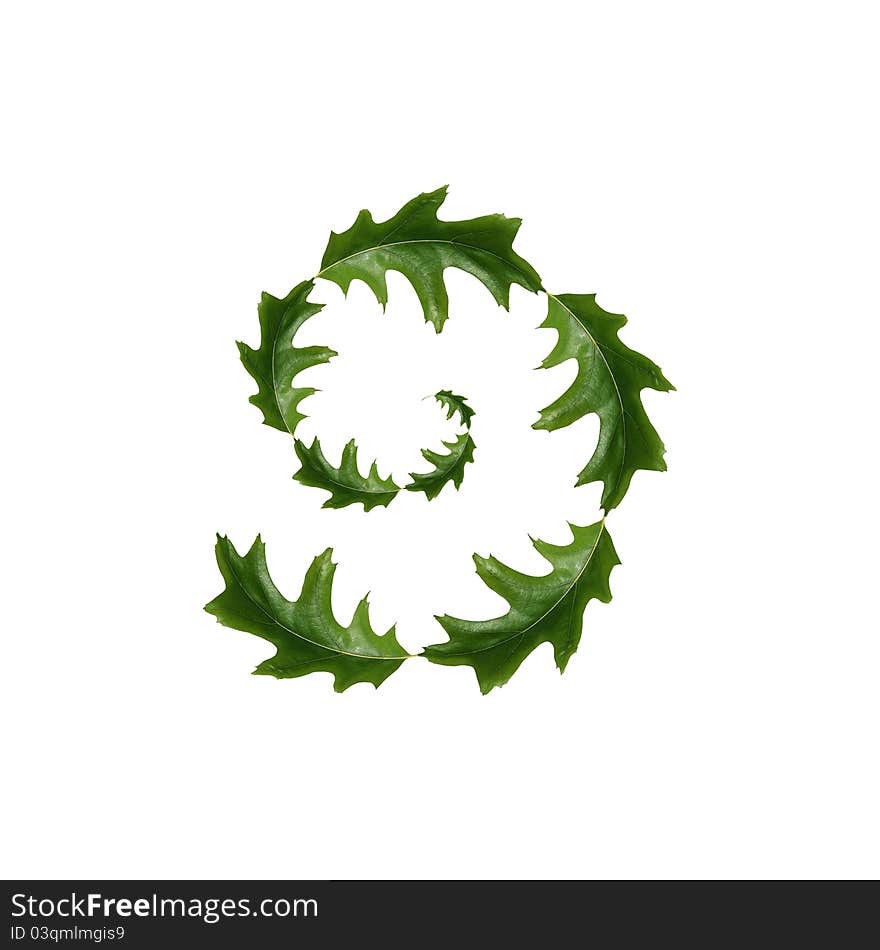 Leaves on a white background. Leaves on a white background