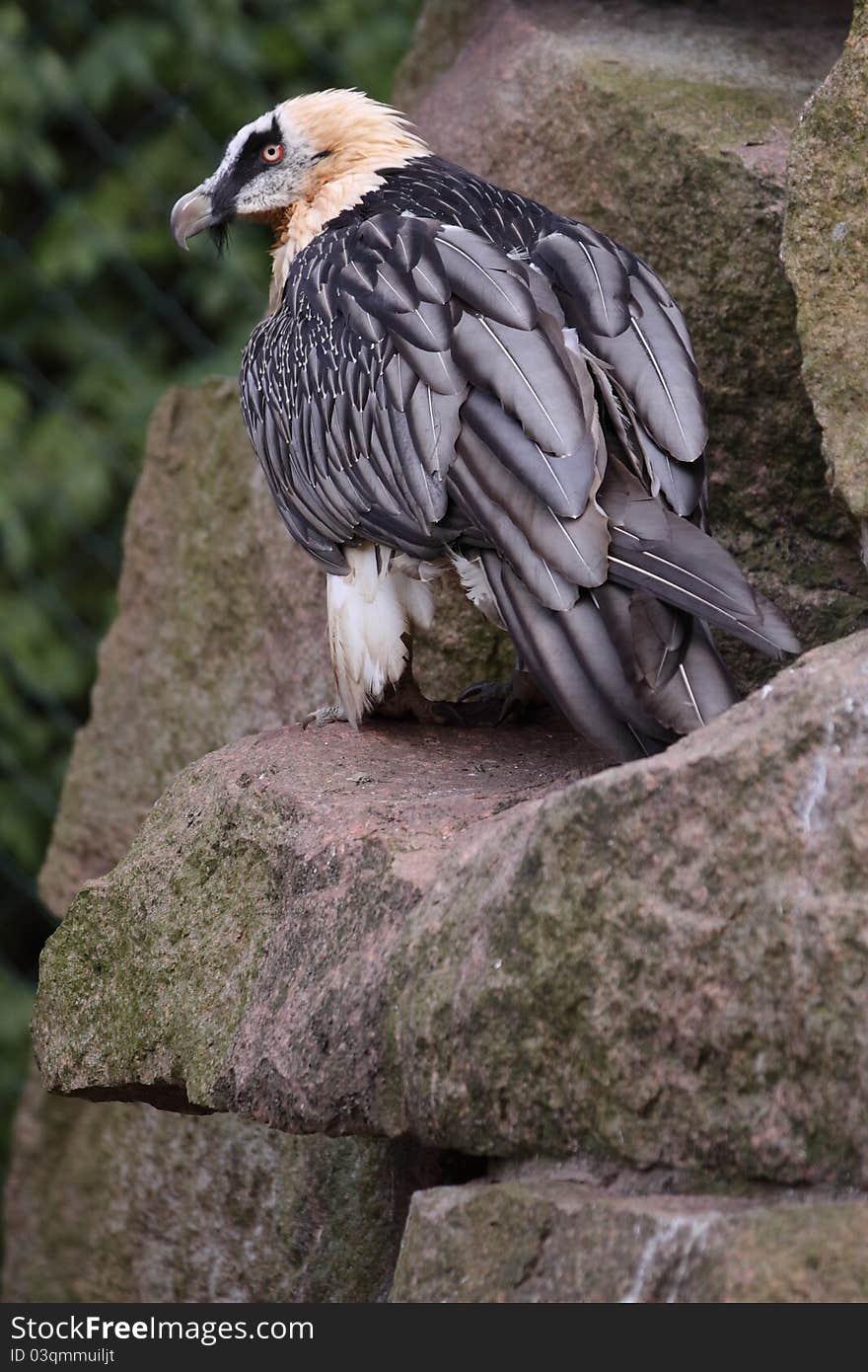 Bearded vulture