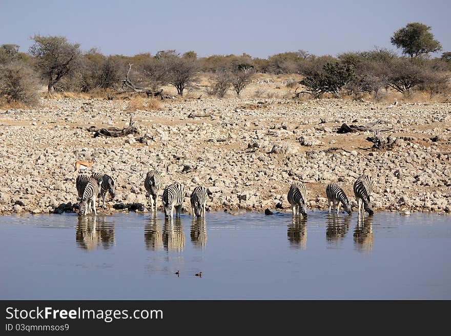 Herd of Burchell zebras in Namibia Etosha wildpark