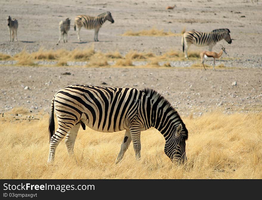 Herd of Burchell�s zebras in Etosha wildpark, Okaukuejo waterhole. Namibia. Herd of Burchell�s zebras in Etosha wildpark, Okaukuejo waterhole. Namibia