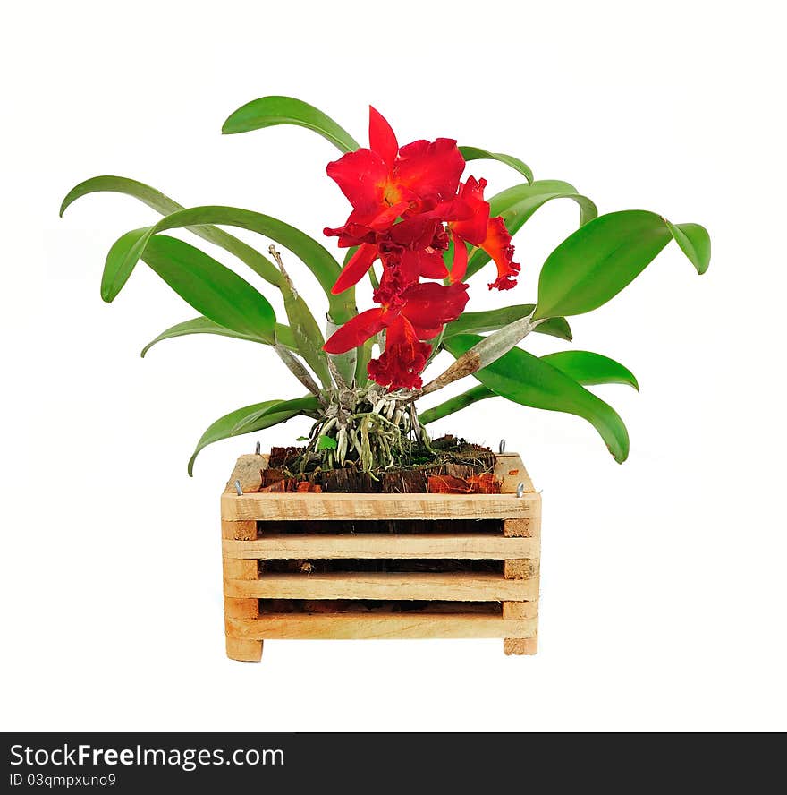 Beautiful red orchid flower