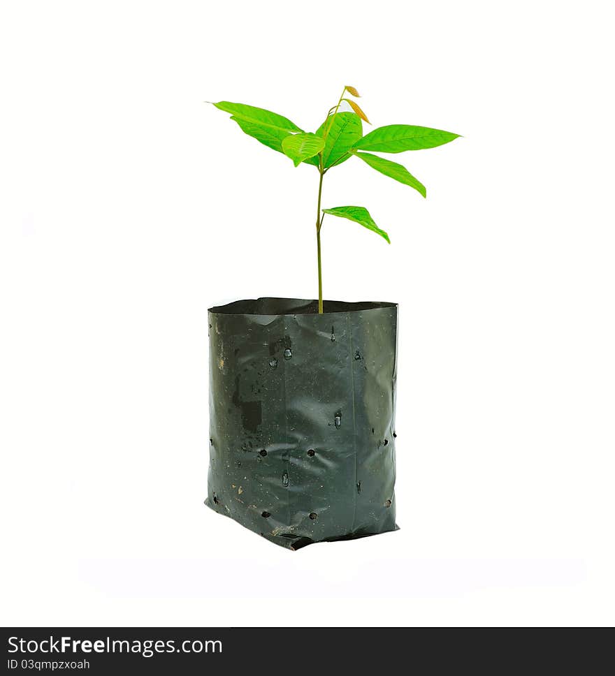 Little plant in a black pot . Isolated on white background.