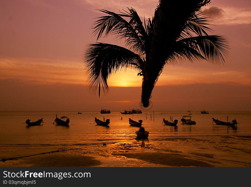 Sunset under the coconut tree at Koh Tao, Thailand. Sunset under the coconut tree at Koh Tao, Thailand