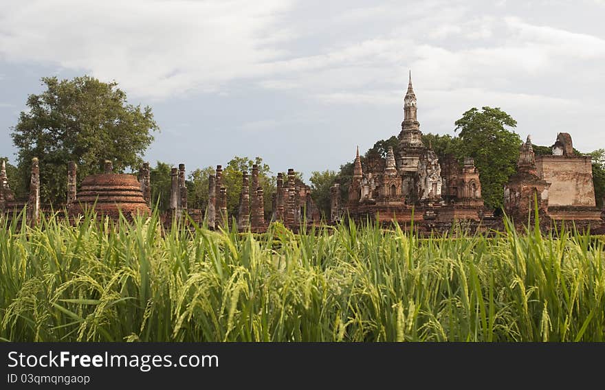 The rice and pagoda