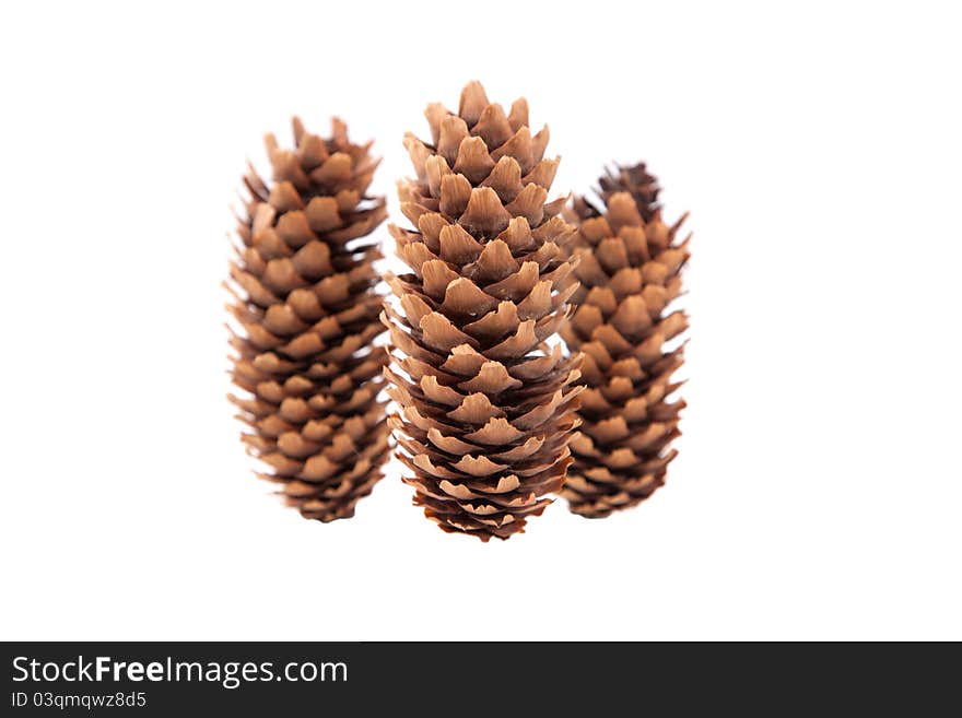 Three pinecones isolated on white background