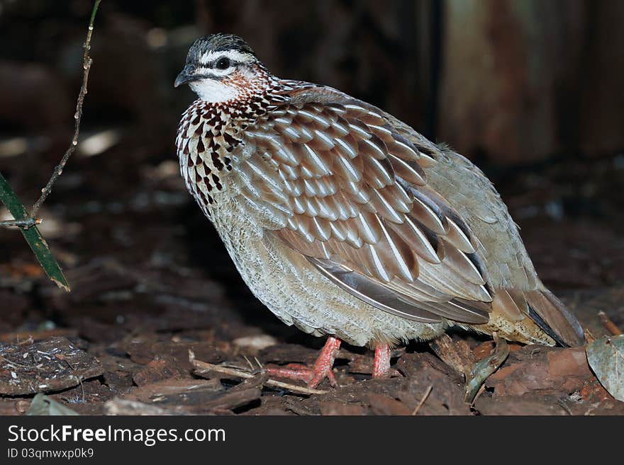 Crested Francolin