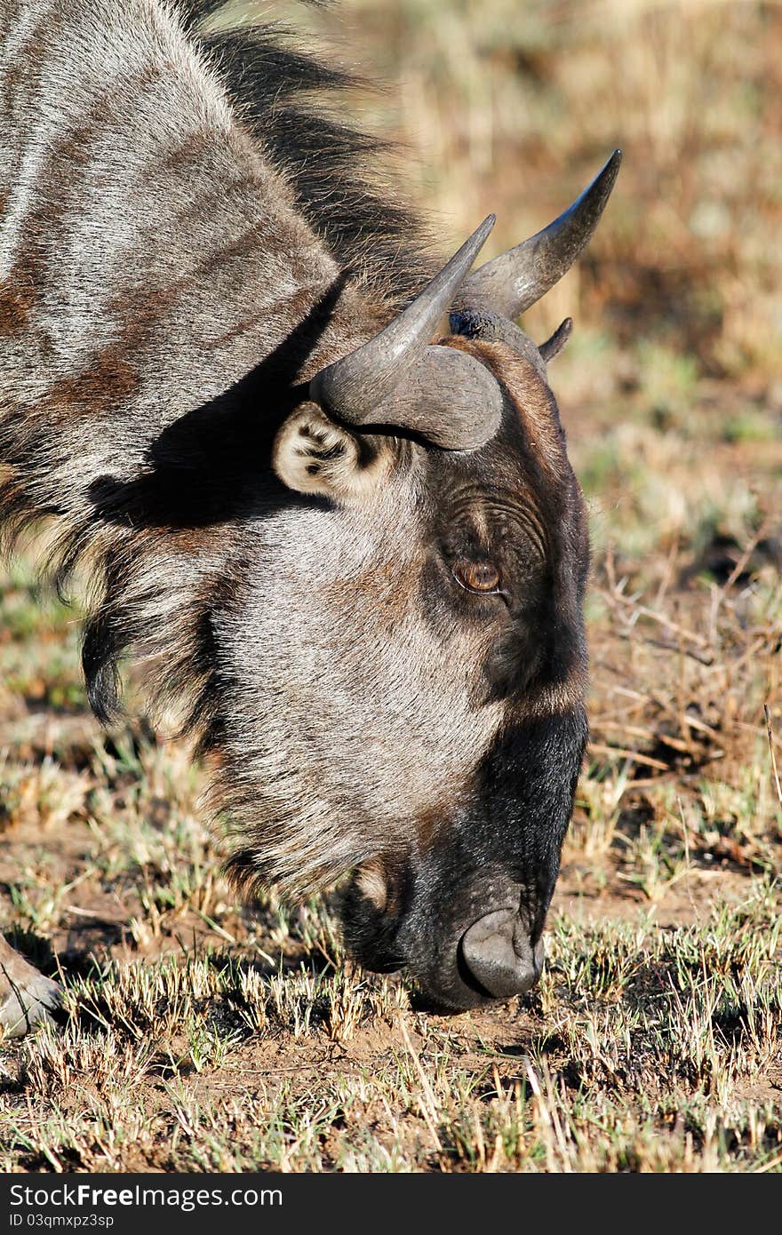 Wild Blue wildebees grazing in field