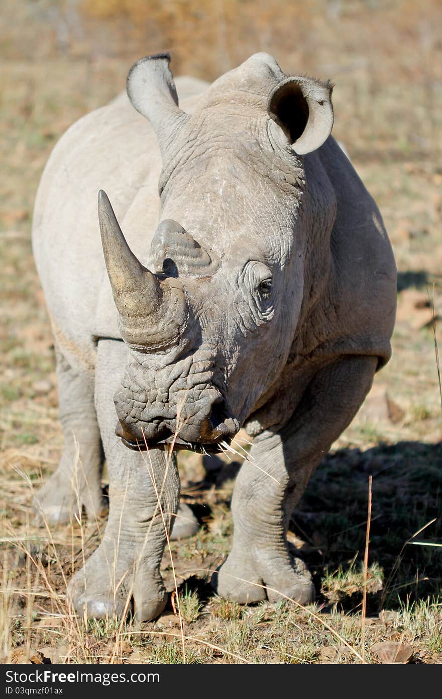 An adult white rhino bull in the kruger national park, south africa