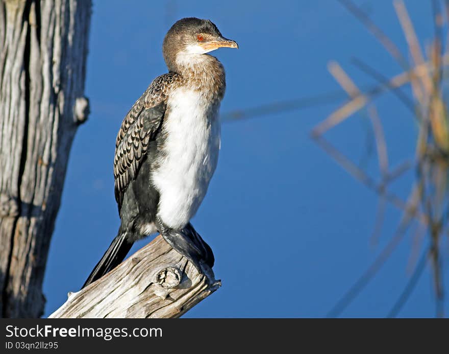 Reed comorant sitting on log to dry. Reed comorant sitting on log to dry