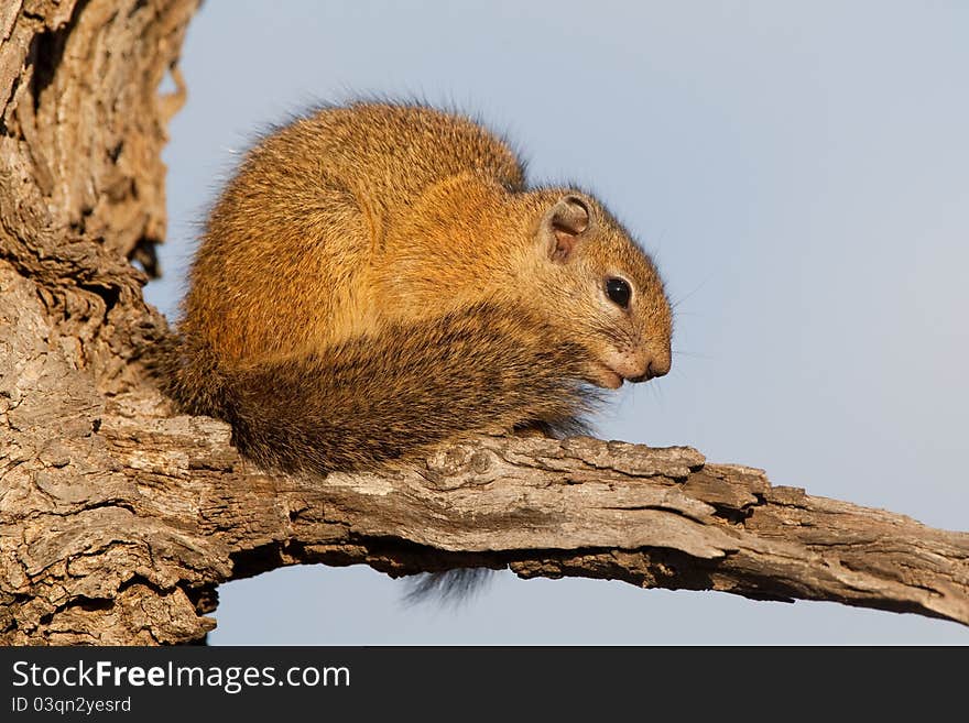 A tree squirrel sitting in the sun