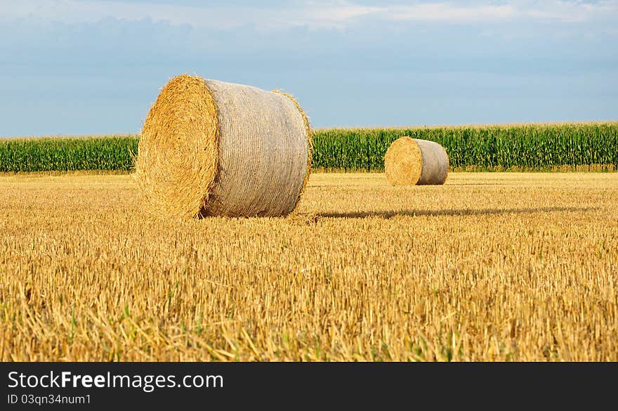 Golden hay bale on a field. Golden hay bale on a field.