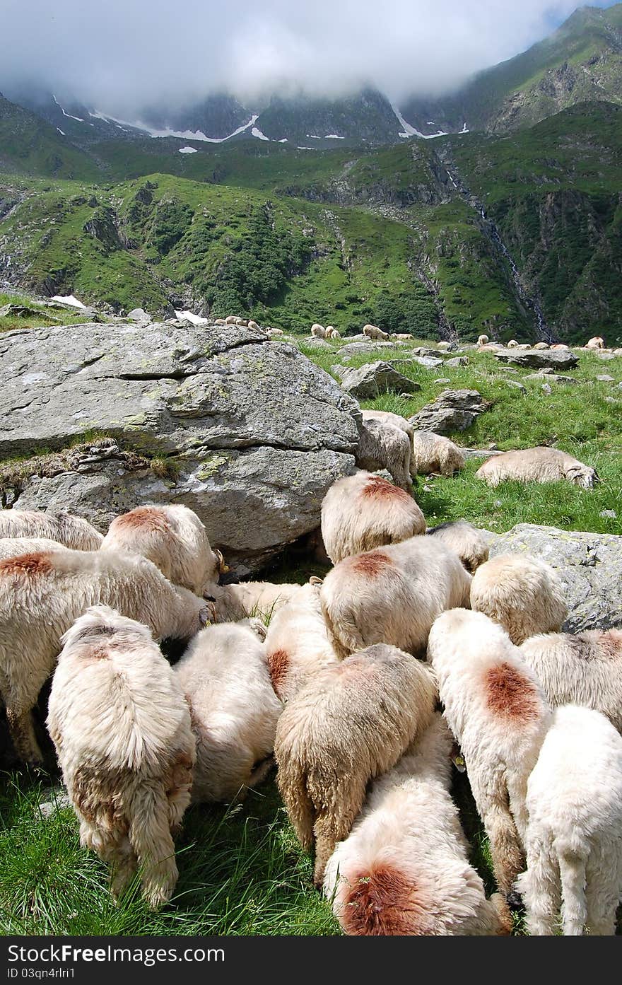 Sheep grazing near the foot of peak Moldoveanu, Fagaras,Romania. Sheep grazing near the foot of peak Moldoveanu, Fagaras,Romania