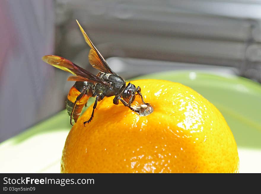 This typical hornet has a hard and rough body texture. the colour is totally black except a little portion of its abdomen is orange. like other insects it is an exoskeleton. it often enters the house. it is resting on an orange fruit. that particular orange fruit is ripen and scented. This typical hornet has a hard and rough body texture. the colour is totally black except a little portion of its abdomen is orange. like other insects it is an exoskeleton. it often enters the house. it is resting on an orange fruit. that particular orange fruit is ripen and scented.