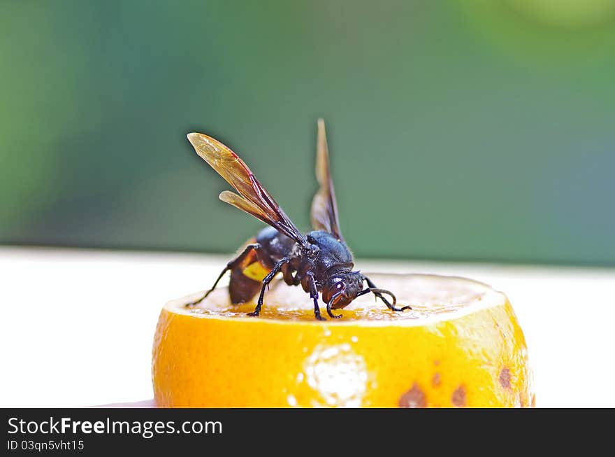 About one-fifth of the orange is cut off. this black and yellow black hornet spends its times to try the sweet and scented orange juice. About one-fifth of the orange is cut off. this black and yellow black hornet spends its times to try the sweet and scented orange juice.