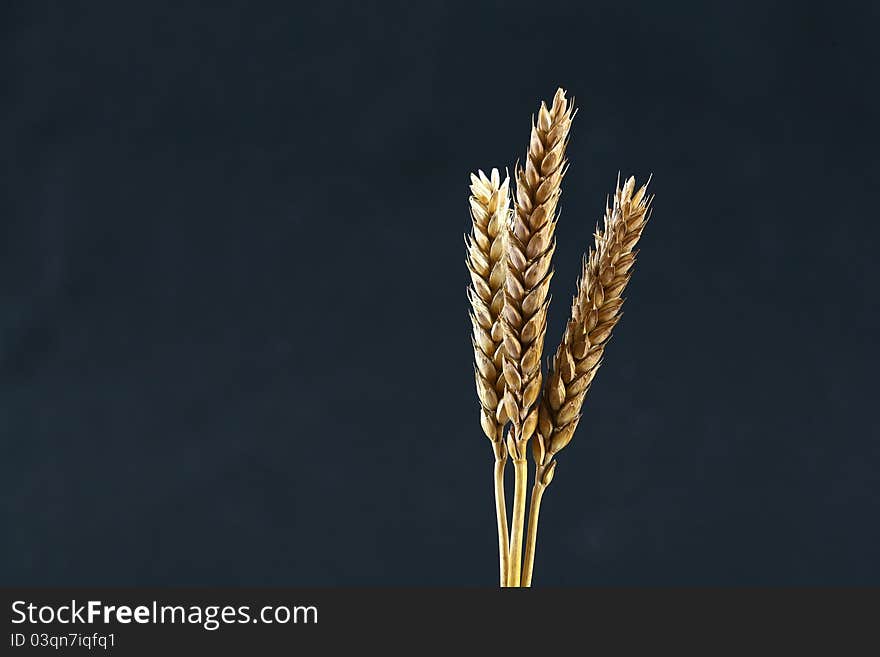 State of the field of ripe wheat farming. State of the field of ripe wheat farming