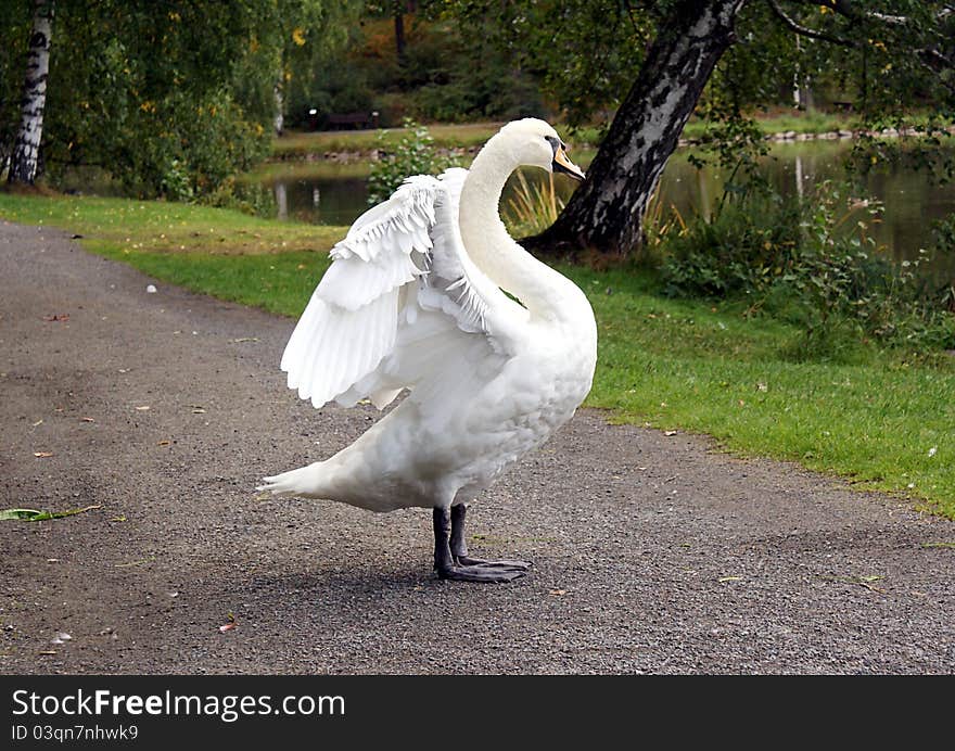 Mute swan stretching