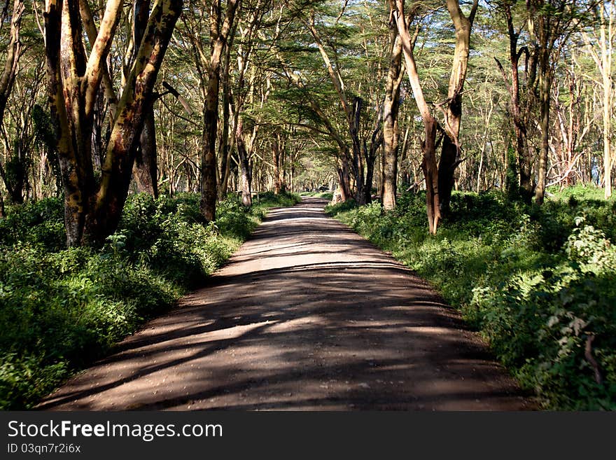 Pathway surrounded by lush greenery into nature reserve in Kenya. Pathway surrounded by lush greenery into nature reserve in Kenya