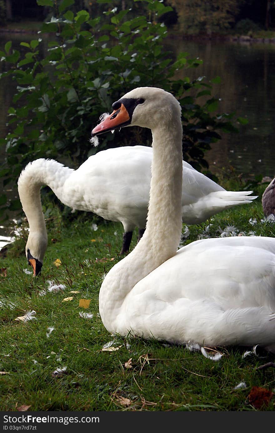 Mute swans and feathers