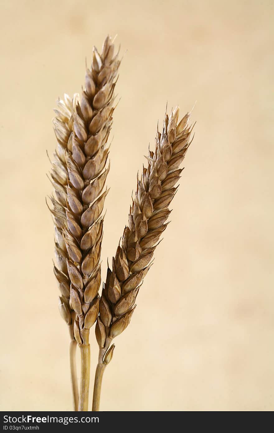 Coarse-grained image of mature wheat. Coarse-grained image of mature wheat