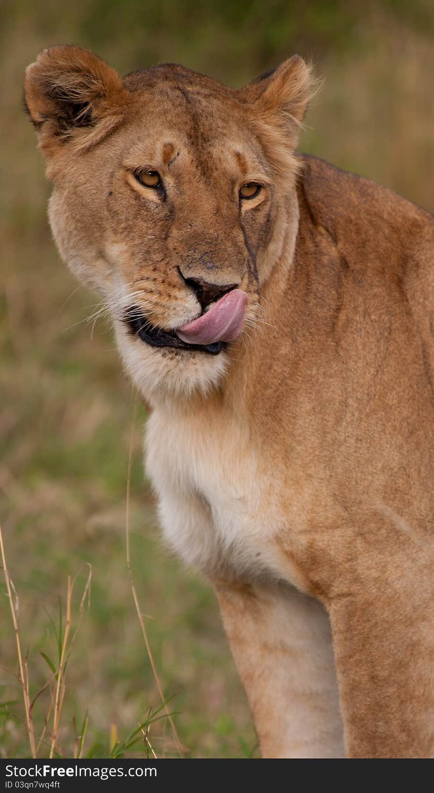 Lion looking contented after delicious meal. Lion looking contented after delicious meal