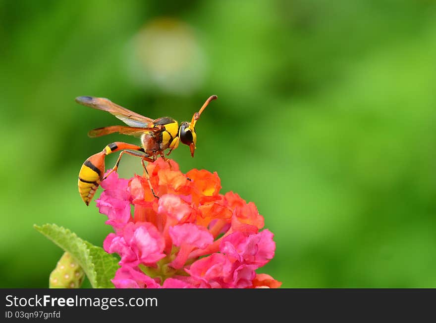 Wasp on beautiful blossom flower