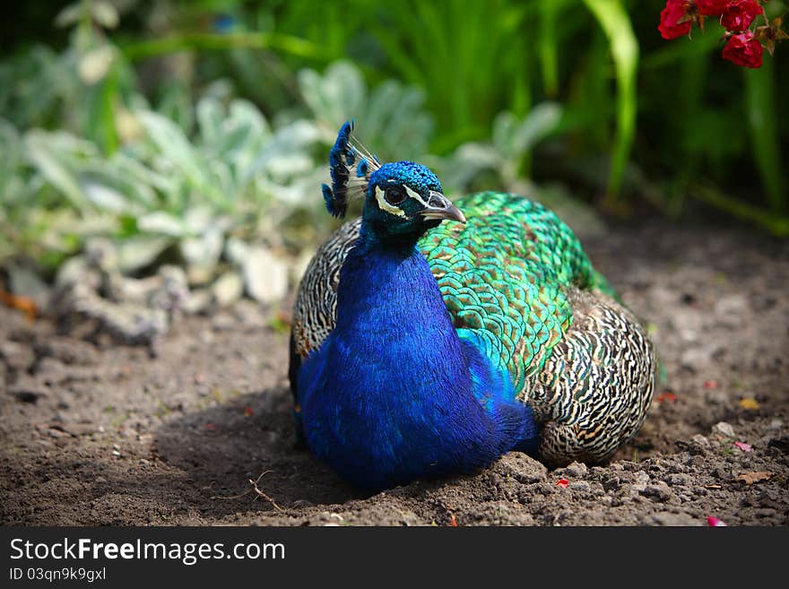 Peafowl or a peacock sitting in the garden